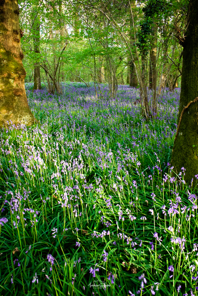 Bluebells
